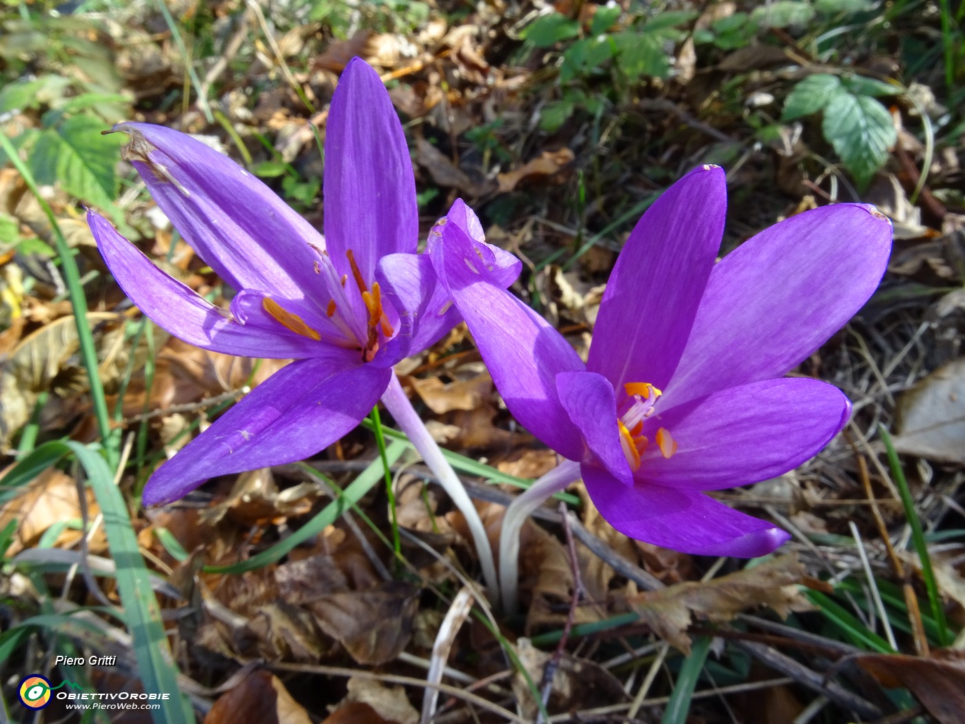 49 Colchico d'autunno (Colchicum autumnale).JPG